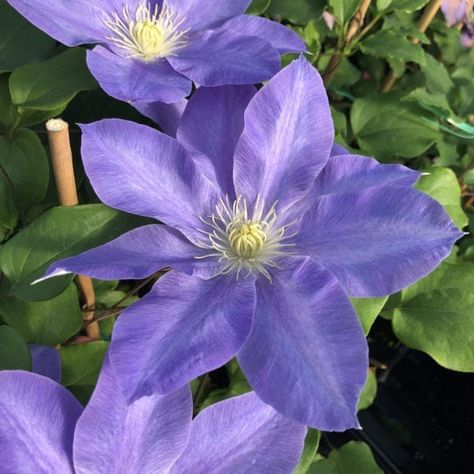 Clematis Care, Clematis Plants, Flower Identification, Garden Obelisk, Clematis Flower, Day Lilies, Moon Garden, Garden Items, Colorful Garden