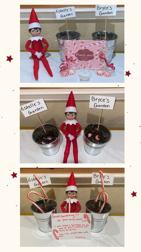 Elf On The Shelf Planting Candy Canes, Elf On Shelf Growing Candy Canes, Elf On A Shelf Candy Cane Ideas, Elf Growing Candy Canes, Elf Candy Cane Forest, Elf On The Shelf Growing Candy Canes, Elf Ideas With Candy Canes, Candy Cane Elf On The Shelf Ideas, Elf Candy Cane Ideas