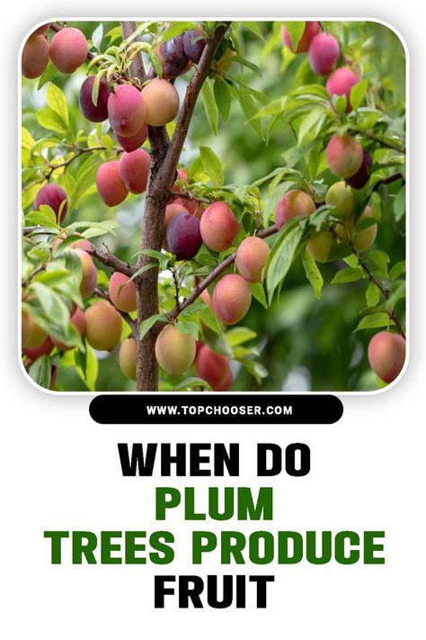 When Do Plum Trees Produce Fruit Plum Tree Care, Plum Trees, Plum Tree, Bountiful Harvest, Tree Care, Secrets Revealed, Perfect Timing, Green Thumb, Gardening Tips