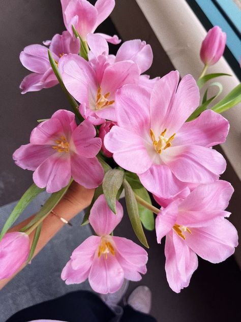 Opened Tulips, Pink Tulips, Pink Flowers, Tulips, Flowers, Pink