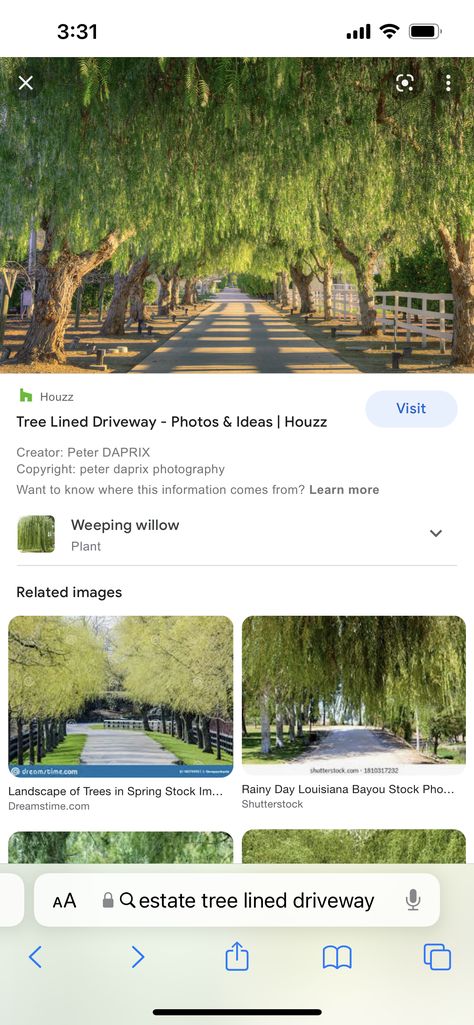 Driveway Trees, Lined Driveway, Farm Inspiration, Ranch Ideas, Louisiana Bayou, Tree Lined Driveway, Weeping Willow Tree, Long Driveways, Lakeside Cottage