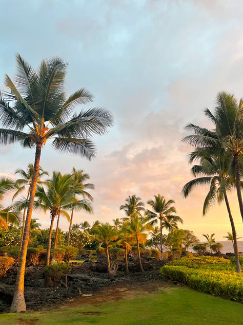 Honolulu Hawaii Aesthetic, British Virgin Islands Vacations, Palm Trees Aesthetic, Palm Tree Aesthetic, Aesthetic Landscapes, Sunset In Hawaii, Hawaii Palm Trees, Virgin Islands Vacation, Trees Aesthetic