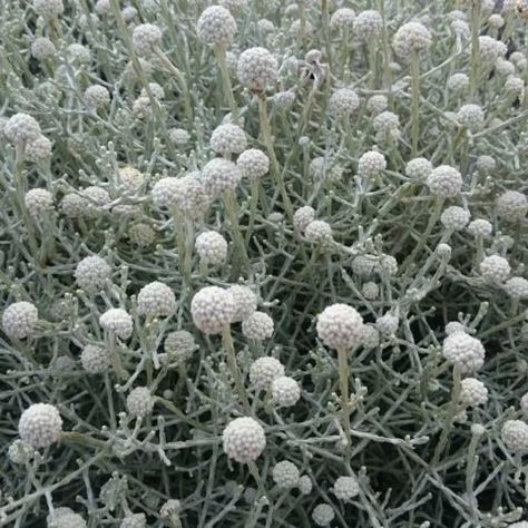 Silver Plant, Famous Gardens, Country Gardens, Australian Plants, Australian Native Plants, Modern Garden Design, Mornington Peninsula, Australian Native, Hardy Plants