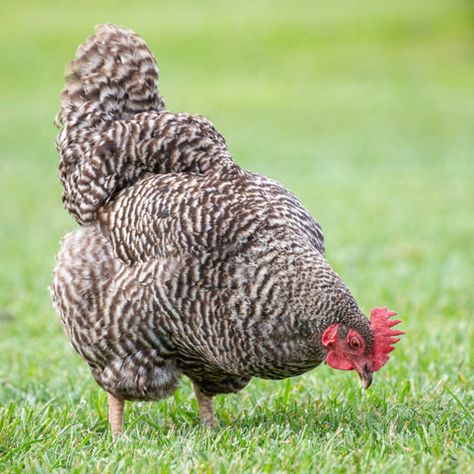 Plymouth Rock - My Pet Chicken Barred Plymouth Rock Chickens, Different Crosses, Barred Plymouth Rock, Barred Rock Chickens, Chicken Hatching, Egg Facts, Plymouth Rock Chicken, Pet Chicken, Plymouth Rock