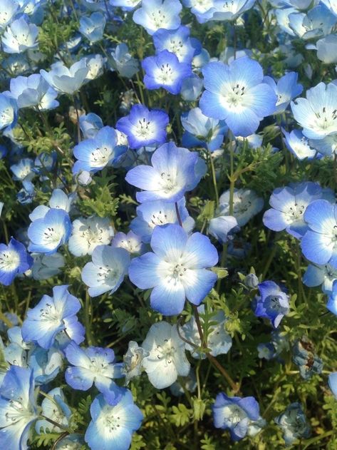 Cornflour Blue, Blue Plants, Kangaroo Paw, Blue Aesthetic Pastel, Light Blue Flowers, Nothing But Flowers, Blue Garden, Magical Garden, Floral Photo