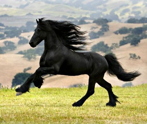 Friesian Horse galloping. photo: April Visel. Black Horses Photography, Black Fresian Horses, Horses Running Photography, Horse Galloping With Rider, Black Horse Pictures, Black Horse Photography, Friesian Horse Photography, Black Horse Running, Horse Friesian