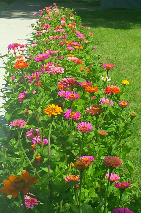 Front Yard Zinnias, Zinnia Flower Garden, Zenia Flower Garden, Zinnia Hedge, Zinnia Flower Bed, Zinnia Border, Raised Flower Beds In Front Of House, Zinnias Painting, Zinnias In Containers