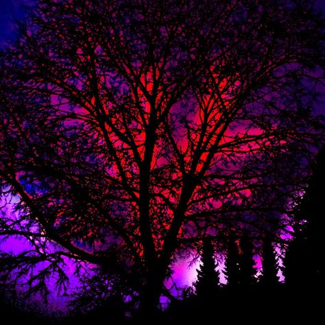 #tree #trees #nature #natur #naturegeography #photography #photo #red #purple #plants #pictureoftheday #pic #germany #deutschland #dark #night #pic #picture #picoftheday #art #photoshop #autumn #adobe #beautiful #beautifulday #beautifulnature #night #pink #black #blue #white #tonight Red Blue And Purple Aesthetic, Purple Black Red Aesthetic, Deltarune Aesthetic, Family Portrait Photography Poses, Fairy Knight, Flowers Photography Beautiful, Jewel Tone Color Palette, Night Pic, Street Photography People