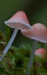 Mycena adonis (Scarlet Bonnet) | by Jim Cornish Mycena Mushroom, Pink Mushrooms, Mushroom Images, Lichen Moss, Mushroom Pictures, Ancient Greek Words, Grow Taller, Pink Mushroom, Plant Fungus