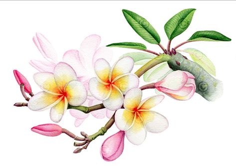 Fiori Frangipani, Flores Plumeria, Tropical Flower Tattoos, Botanical Wall Decor, Diy Watercolor Painting, Botanical Illustrations, Watercolor Flowers Paintings, Botanical Painting, Hand Painted Artwork