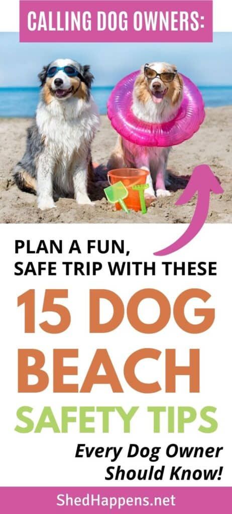 15 Dog Beach Safety Tips Every Dog Owner Should Know - Shed Happens Dog Essentials Products, Beach Vacation Tips, Beach Tips, Beach Safety, Dog Travel Accessories, Summer Safety, Collection Board, Dog Essentials, Dog Info