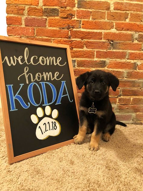 Puppy Welcome Home Board Welcome Home Dog Ideas, Dog Welcome Home Party, Welcome Home Puppy Ideas, Welcome Home Board, Puppy Announcement Ideas, Welcome Home Puppy, Puppy Reveal, Dog Announcement, Workplace Drama