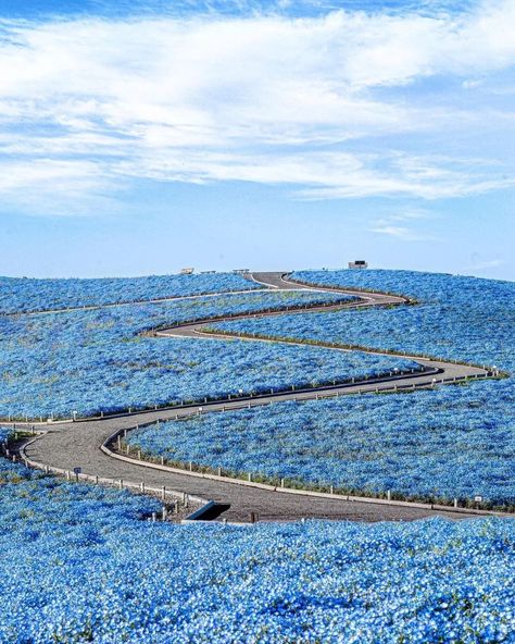 While spring in Japan is famous for its cherry blossoms, they’re not the only star of the show! These beautiful photos from @bubo3329 highlight some other great spots to appreciate the season’s floral delights! 💙 Nemophila at Hitachi Seaside Park, #Ibaraki 💜 Wisteria at Ashikaga Flower Park, #Tochigi 🌷 Tulips at Akebonoyama Agriculture Park, #Chiba [...] The post Japan Travel: While spring in Japan is famous for its cherry blossoms, they’re not the only st… appeared fi Japan Moodboard, Hitachi Seaside Park, Flower Park, Live Earth, Spring In Japan, Seaside Park, Ibaraki, Amazing Places On Earth, House In Nature