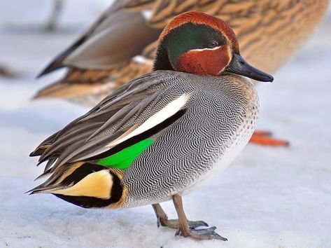 Green-winged Teal Identification, All About Birds, Cornell Lab of Ornithology Green Wing Teal, Waterfowl Taxidermy, Bird Makeup, Teal Duck, Duck Breeds, Duck Pictures, Duck Photo, Green Wing, Bird Migration