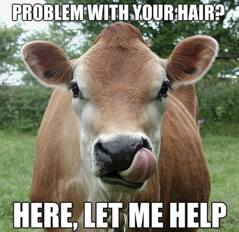 Cow Jokes Hilarious, Cow Jokes, Livestock Quotes, Farm Jokes, Farm Facts, Cow Quotes, Farm Humor, Pet Cows, Jokes Hilarious