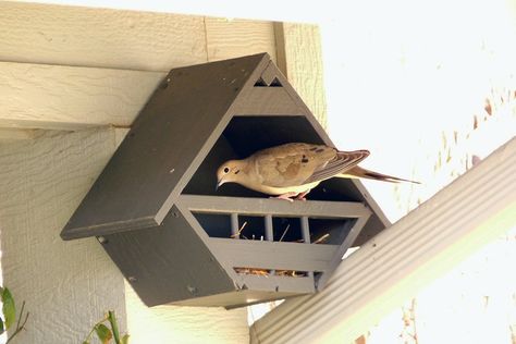 Doves love their Lovey Dovey Birdhouses Dove House, Bird House Feeder, Butterfly Houses, Bird House Plans, Bird House Kits, Dove Bird, Nesting Box, Diy Birds, Bird Houses Diy