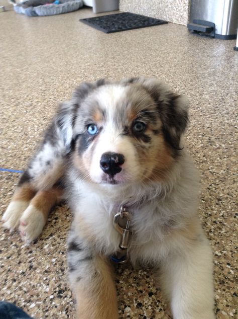 Australian Shepherd Blue Eyes, Aussie Shepherd Puppy, Australia Shepherd, Miniature Australian Shepherd Puppies, Mini Australian Shepherd, Dream Puppy, Dog Mommy, Aussie Puppies, Mini Aussie