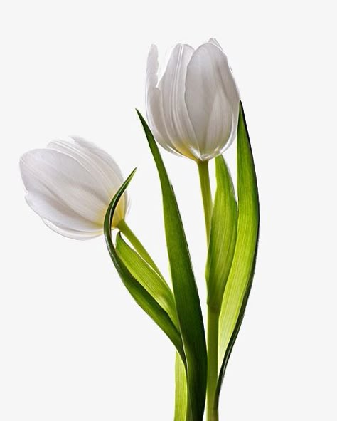 Tulip Flower Drawing, Tulip Clipart, Tulip Art, Tulip Drawing, White Png, Tulip Painting, Tulips Art, Minimal Photography, Tulip Bouquet