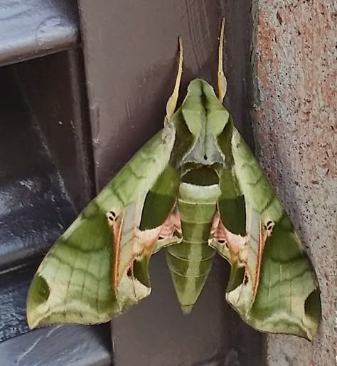 Pandora Sphinx Moth Tattoo, Pandora Sphinx Moth, Sphinx Moth, Fancy Flowers, Cool Insects, Butterfly Template, Heart Template, Cool Bugs, Arthropods