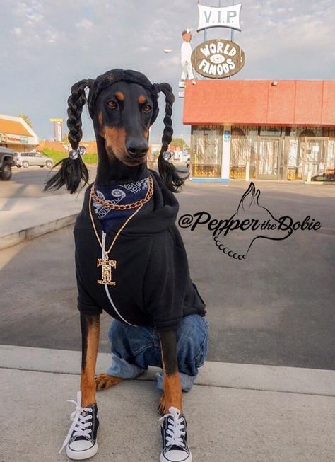 Pepper the Dobie's Halloween Dog Costume as Snoop Dogg in 2015 Doberman Love, Pet Halloween Costumes, Doberman Dogs, Snoop Dog, Dog Halloween Costumes, Dog Costumes, Dog Costume, Halloween Animals, Doberman Pinscher