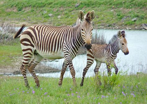 Hartmann'S Zebra Mountain - Free photo on Pixabay Mountain Zebra, Classroom Songs, Wild Life, Zebras, Free Pictures, Free Photo, Jigsaw Puzzle, Free Photos, Free Images