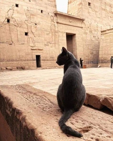 Cat Egyptian, Egyptian Mau Cat, Mau Cat, Egypt Cat, Egyptian Aesthetic, Egypt Aesthetic, Egyptian Temple, Egyptian Mau, Spiritual Animal