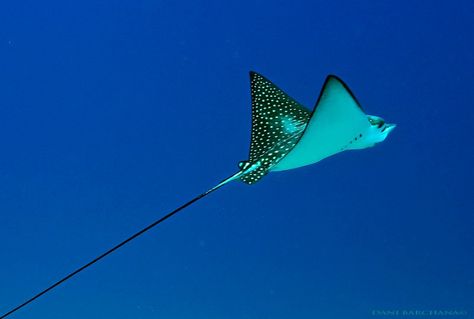 eagle ray in the blue Ray Tattoo Design, Eagle Ray Tattoo, Qatar National Day, Ray Tattoo, Eagle Ray, Koi Tattoo, Kinetic Sculpture, Manta Ray, Animal Sketches