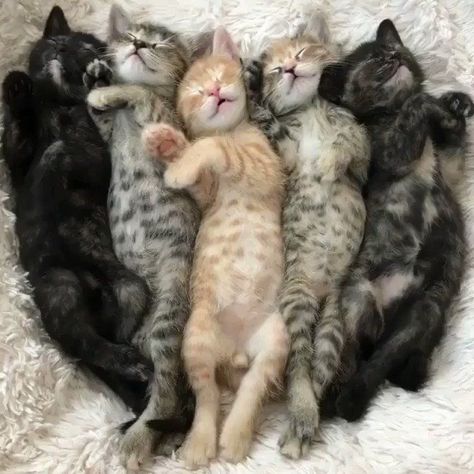 Tiny Baby Animals, Adventure Cat, Sleeping Kitten, Adorable Kitten, Pet Kitten, Kitten Pictures, Kittens Playing, High Five, Cute Cats And Dogs