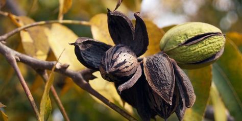 Fall is Pecan Time - Extension Daily Harvesting Pecans, Green House Room, Permaculture Orchard, Plants Paintings, Home Orchard, Born On The Bayou, Pecan Trees, Creative Gardening Ideas, Nature Woods