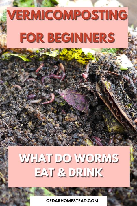 You've heard all the hype and now you're curious - what do worms eat and drink? Here's everything you need to know about worm composting, from how to get started to what kind of food they like best. Worried about taking care of your little guys? Don't be! They're low-maintenance and easy to keep happy. Ready to start vermiculture? Read on! Composting With Worms, Vermicomposting Worm Farm, Worm Farm Diy, Healthy Garden Soil, Worm Beds, Homestead Tips, Living Off Grid, Mushroom Compost, Farm Diy