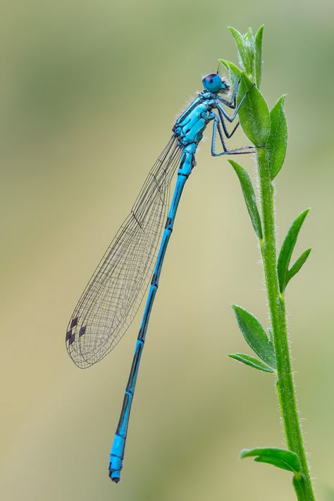 Blue Bird Flying, Dragonfly Photos, Foto Macro, Dragon Flys, Insect Photography, Bird Flying, Dragonfly Dreams, Blue Dragonfly, Dragonfly Art