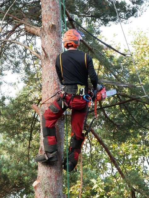 Tree Lopping, Types Of Saws, Stump Grinding, Tree Removal Service, Stump Removal, Singing Hallelujah, Tree Surgeons, Tree Pruning, Tree Removal