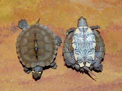 Ouachita Map Turtle Hatchling ~Carapace and Plastron~ Mississippi Map Turtle, Turtles For Sale, Land Turtle, Map Turtle, Water Turtle, Turtle Care, European Pond Turtle, Wood Turtle, Peace Pipe