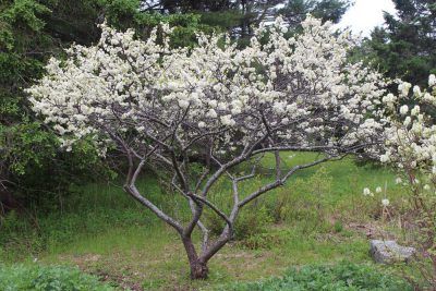 Beach Plum (Prunus maritima) – Wild Seed Project Small Flowering Trees, Beach House Garden, Beach Plum, Seaside Garden, Native Plant Gardening, Plum Tree, Low Maintenance Landscaping, Master Gardener, Native Garden