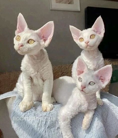 Cute Hairless Cat, Devon Rex Cats, Rex Cat, Devon Rex, Cat Photos, Hairless Cat, Pretty Animals, White Cats, Silly Animals