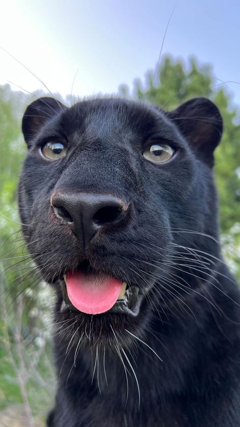 Luna The Panther, Luna The Pantera, Pantera Aesthetic, Pet Panther, Panther Pet, Cute Panther, Panther Aesthetic, Black Pantera, Black Panther Animal