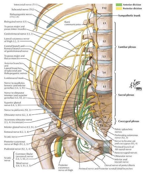 The Lumbosacral Plexus What Is the Lumbar Plexus? Written By: S.E. Smith The lumbar plexus is a nerve plexus an area which a group of spinal nerves intersect which innervates muscles in the lower body. This cluster of nerves is part of the larger lumbosacral plexus which includes the lumbar plexus sacral plexus and pudendal plexus. Understanding the location and function of the nerves in the lumbar plexus is important to medical practitioners in a number of fields. This nerve plexus include... Nerve Anatomy, Sistem Saraf, Spinal Nerve, Yoga Anatomy, Human Body Anatomy, Spine Health, Medical School Studying, Muscle Anatomy, Human Anatomy And Physiology