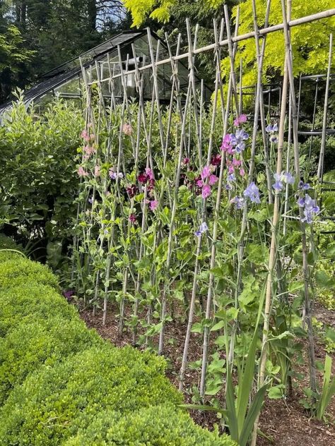 Makeover Aesthetic, Ladder Planter, Pea Trellis, Garden Ladder, Growing Sweet Peas, Privacy Fencing, Flower Trellis, Bamboo Trellis, Sweet Pea Flowers