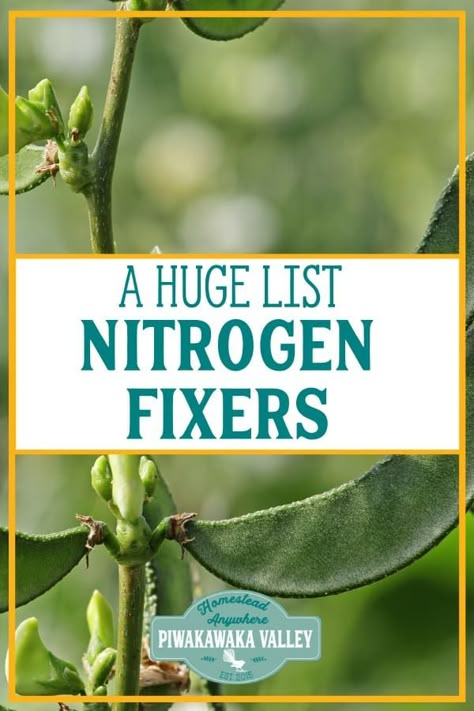 Nitrogen Fixers, Nitrogen Fixing Plants, Permaculture Food Forest, Making A Garden, Gardening Party, Food Forest Garden, Gardening Pots, Permaculture Garden, Productive Garden