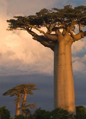 Tropical Deciduous Forest, African Trees, Trees Pictures, Trees Aesthetic, Deciduous Forest, African Tree, Socotra, Baobab Tree, Sources Of Calcium