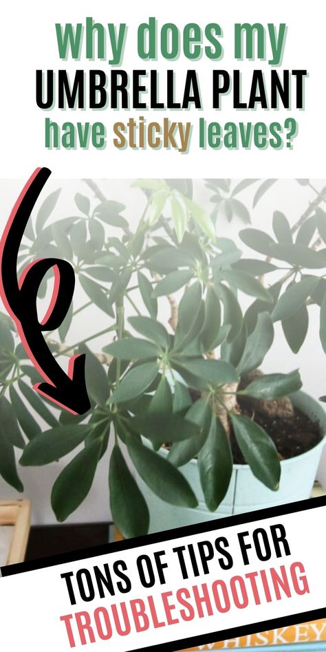 Plant Leaves Turning Brown, Plant Leaves Turning Yellow, Umbrella Plant, Umbrella Tree, Dracaena Plant, Sensitive Plant, Leaves Falling, Prayer Plant, Money Plant