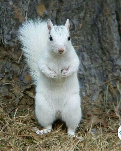 Gorgeous white squirrel Image Zen, Rare Albino Animals, White Squirrel, Squirrel Pictures, Squirrel Funny, Albino Animals, Cute Squirrel, Baby Squirrel, Unusual Animals