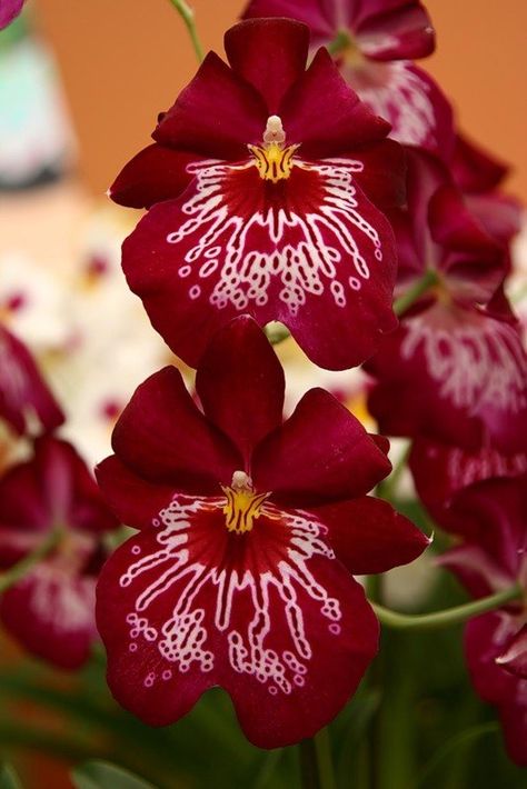 Miltonia Orchid, Beautiful Orchids, Favorite Flowers, Google Chat, Orchids, Beautiful Flowers, Blog Post, Plants, Flowers