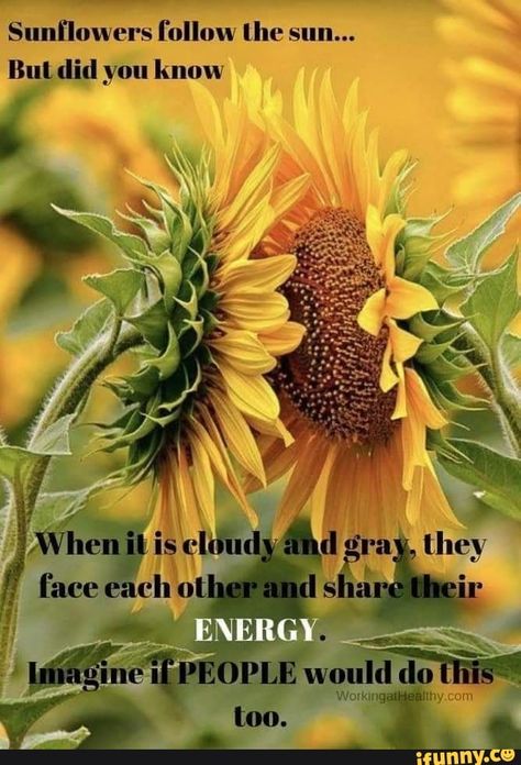 Sunﬂowers follow lhe sun... But did you know – popular memes on the site iFunny.co #weather #animalsnature #sunowers #follow #lhe #sun #but #did #know #pic Sunflower Quotes, Sunflower Love, Sunflower Pictures, Sun Flowers, Sunflower Wallpaper, Garden Quotes, No Rain, Sunflower Art, Flower Quotes