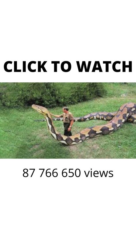 Biggest Snake In The World, Giant Animals, Ddos Attack, Big Animals, Money Online, Make Money Online, How To Make Money, How To Plan, The World