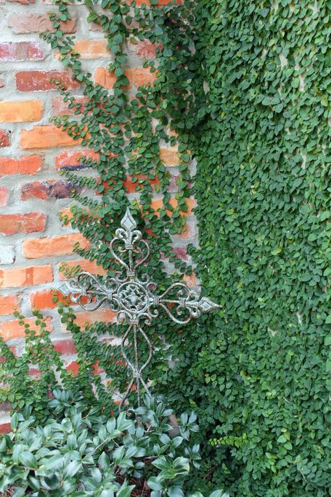 My current most favorite climbing vine is Creeping Fig Vine . We have it planted on a wall in our courtyard, and it has almost completely co... Creeping Fig Vine, Creeper Wall, Fig Vine, Wall Climbing Plants, Creepers Plants, Wall Plants, Creeping Vines, Creeping Fig, Garden Growing