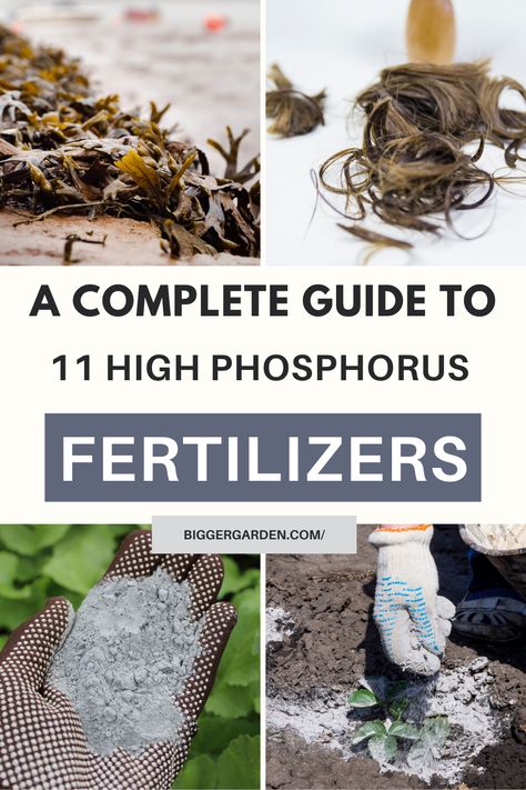 Ignite your garden's growth with our expertly curated list of 11 high phosphorus fertilizers! From dazzling flowers to abundant fruits, discover how to achieve gardening greatness. Click to uncover the secrets and follow us for even more gardening wisdom! Natural Phosphorus Fertilizer, Phosphorus For Plants, Phosphate Fertilizer, Grow Gorgeous, Gorgeous Gardens, Diy Plants, Home Cooking, Soil, Follow Us