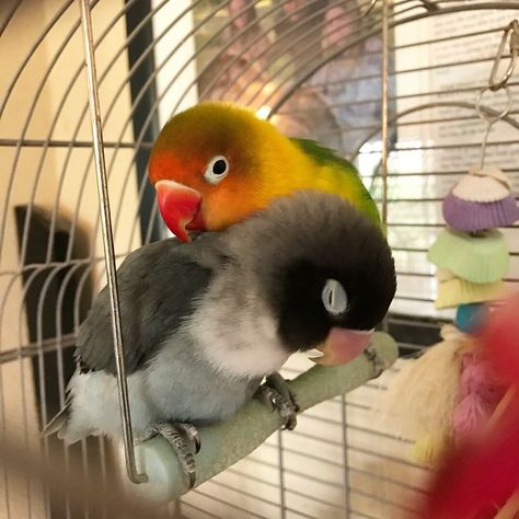 Kiwi And His Goth Girlfriend Just Had 4 Babies And Internet Is In Love Goth Girlfriend, Love Birds Pet, African Lovebirds, Funny Birds, Pet Bird, Pretty Birds, Colorful Birds, Cute Birds, Cute Little Animals