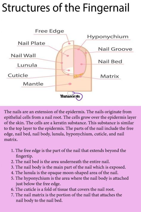 #NailsAndHealthSigns Nail Tech Study Notes, Cosmetology School Activities, Nails Theory, Cosmetology State Board, The Integumentary System, Nail Structure, Nail Anatomy, Beauty School Cosmetology, Nail Education