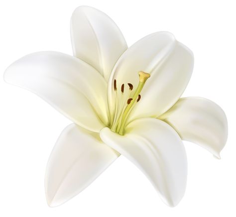 White Flower Png, Lilium Flower, White Lily Flower, White Lilly, Lilly Flower, Flower Icons, Flower Therapy, White Lilies, Lily Flower